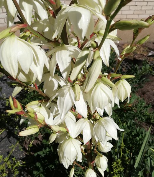 Yucca filamentosa 'Bright Edge'